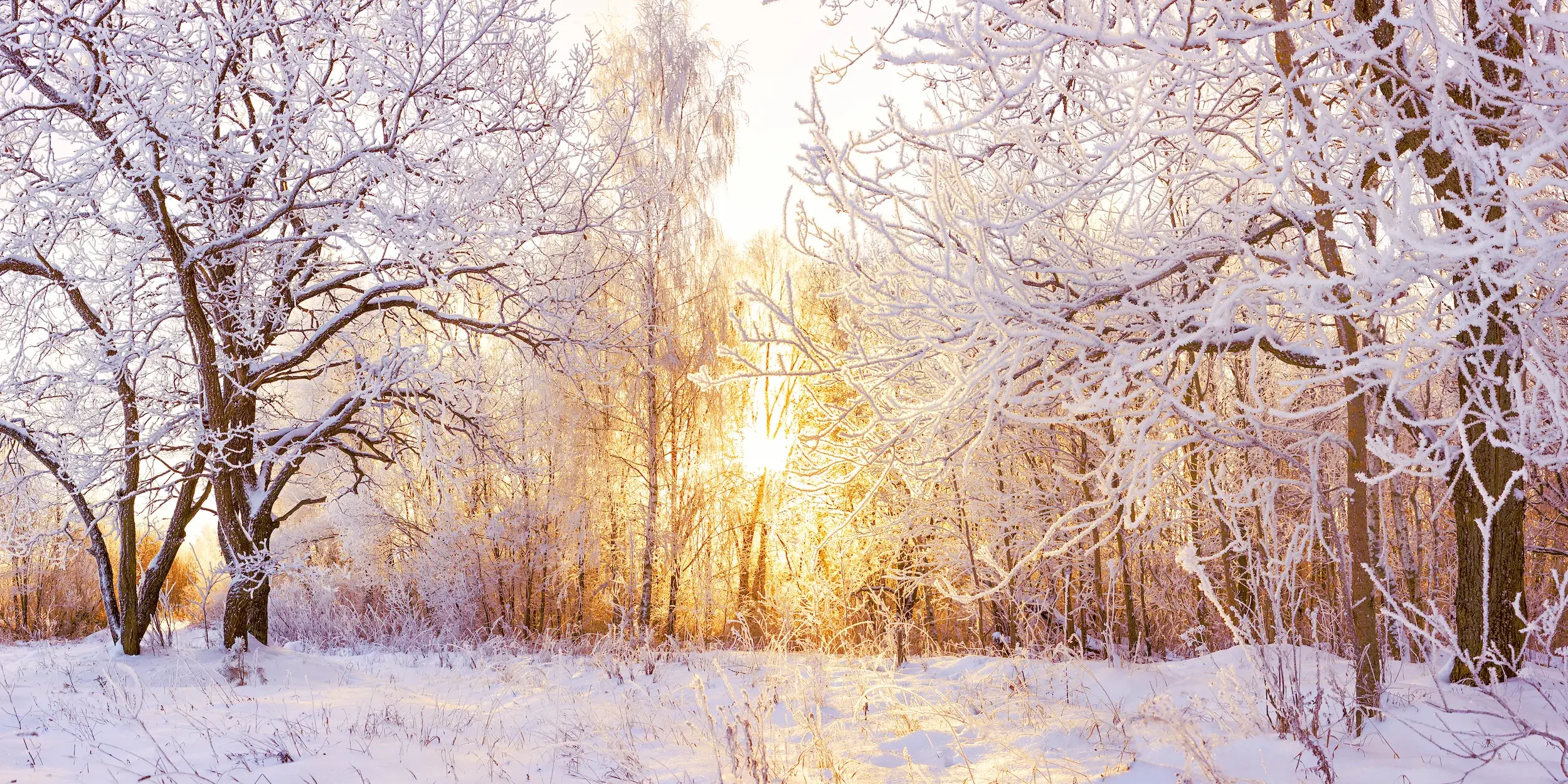 A snowy winter woodland. Vitamin D deficiency is more common in winter.