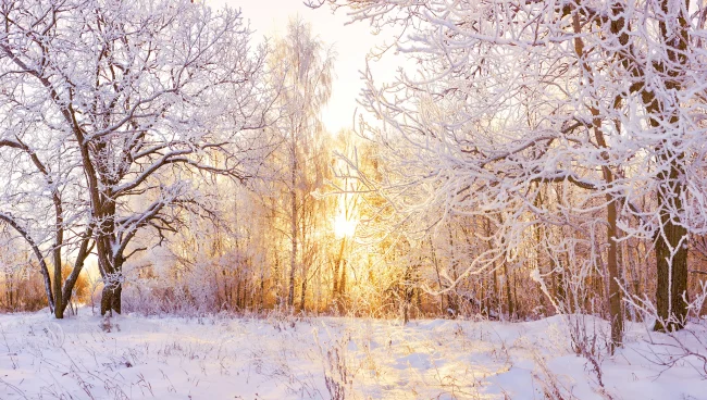 A snowy winter woodland. Vitamin D deficiency is more common in winter.