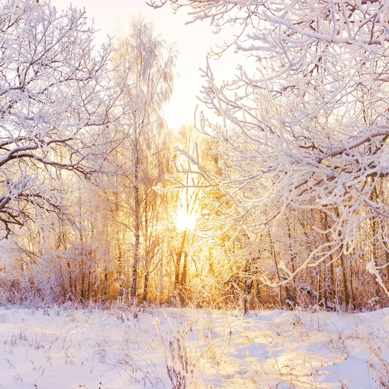 What causes low vitamin D levels A snowy winter woodland. Vitamin D deficiency is more common in winter.